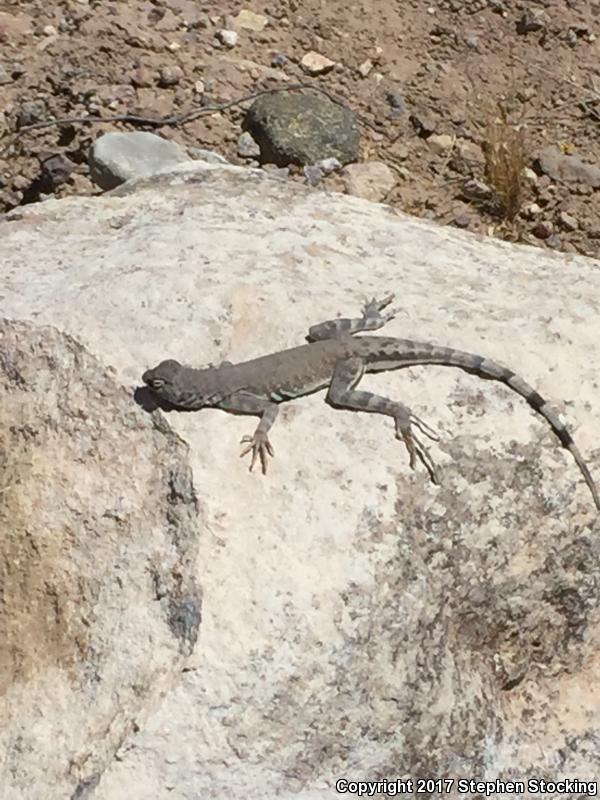 Zebratail Lizard (Callisaurus draconoides)