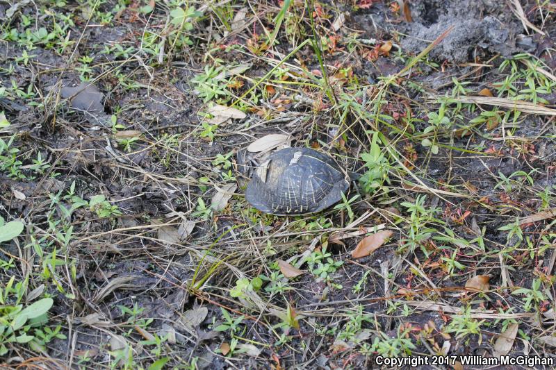 Florida Box Turtle (Terrapene carolina bauri)