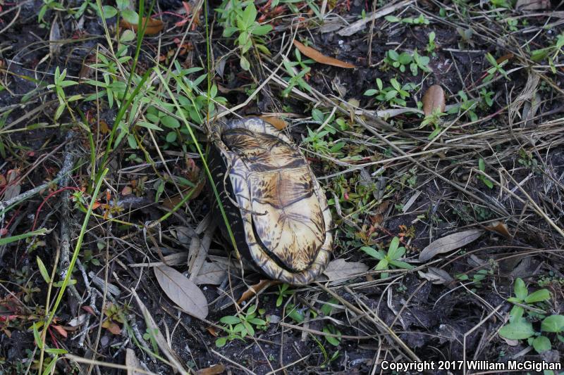 Florida Box Turtle (Terrapene carolina bauri)