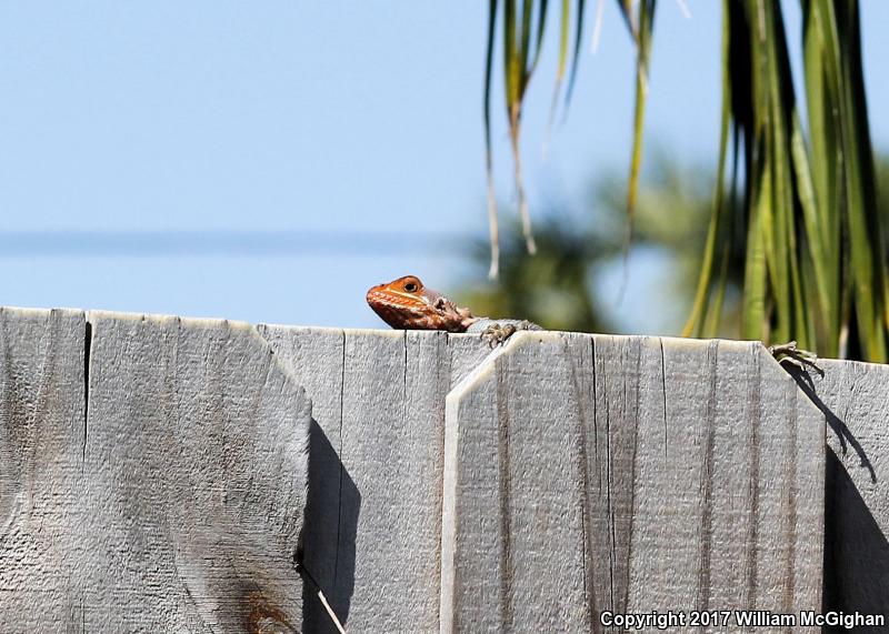 African Rainbow Lizard (Agama agama)