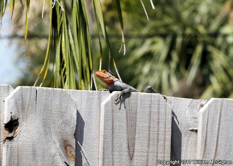 African Rainbow Lizard (Agama agama)