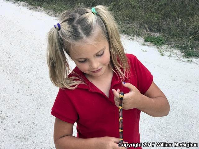 Scarlet Kingsnake (Lampropeltis triangulum elapsoides)