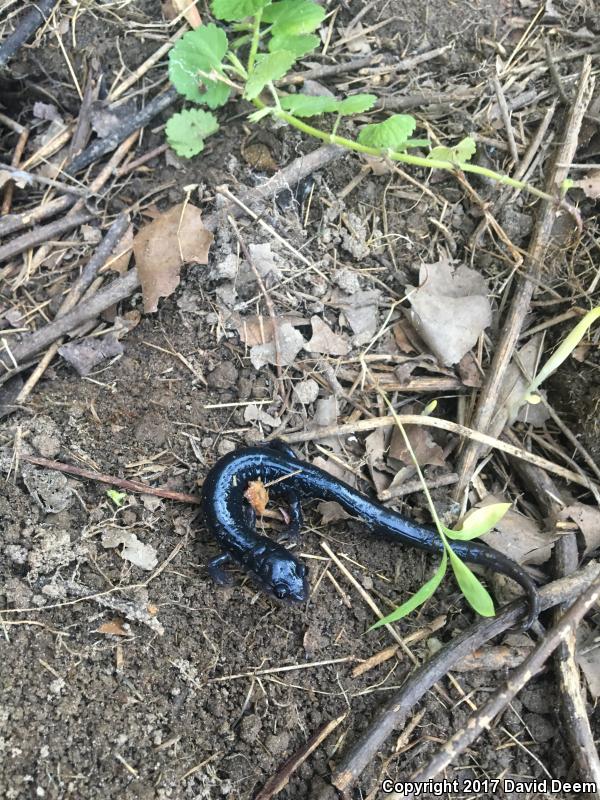 Atlantic Coast Slimy Salamander (Plethodon chlorobryonis)