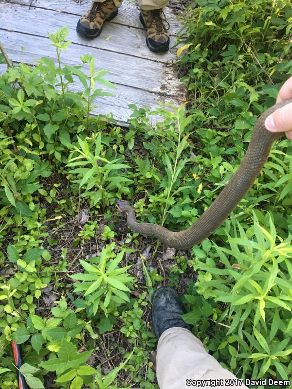 Red-bellied Watersnake (Nerodia erythrogaster erythrogaster)