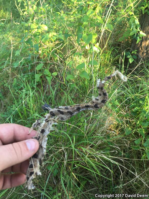 Carolina Pigmy Rattlesnake (Sistrurus miliarius miliarius)