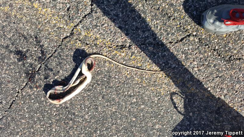 Cape Striped Whipsnake (Coluber aurigulus)