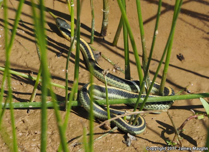 Diablo Gartersnake (Thamnophis atratus zaxanthus)