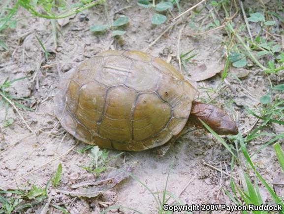 Three-toed Box Turtle (Terrapene carolina triunguis)