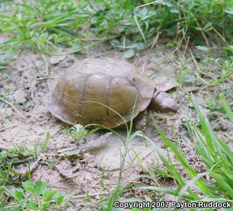 Three-toed Box Turtle (Terrapene carolina triunguis)