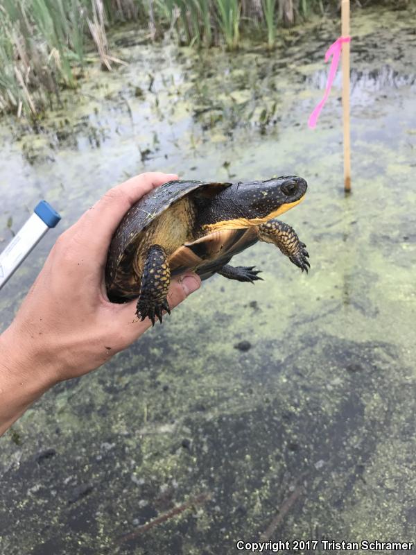 Blanding's Turtle (Emydoidea blandingii)