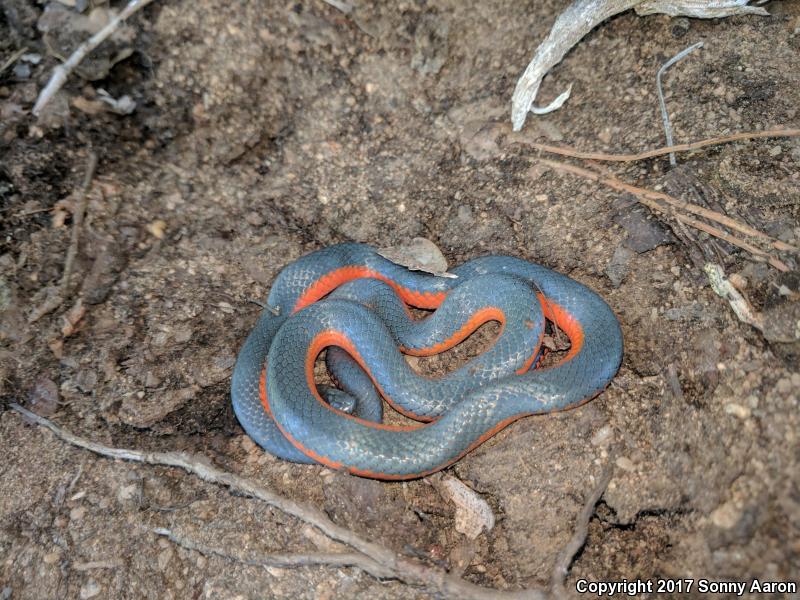 Coral-bellied Ring-necked Snake (Diadophis punctatus pulchellus)