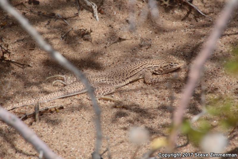 Yuman Fringe-toed Lizard (Uma rufopunctata)