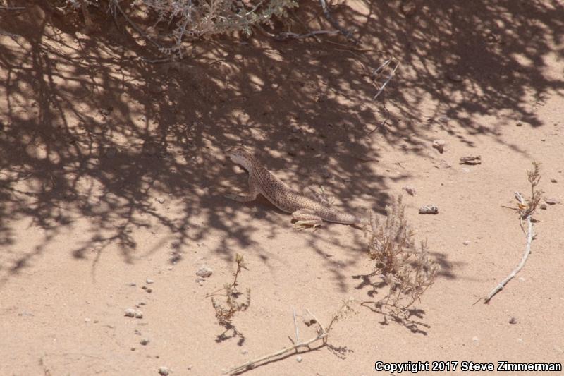 Yuman Fringe-toed Lizard (Uma rufopunctata)