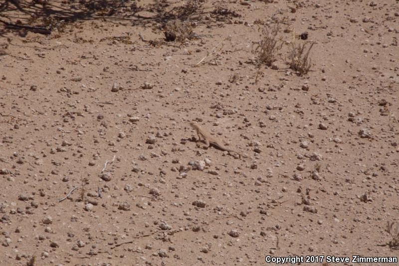 Yuman Fringe-toed Lizard (Uma rufopunctata)