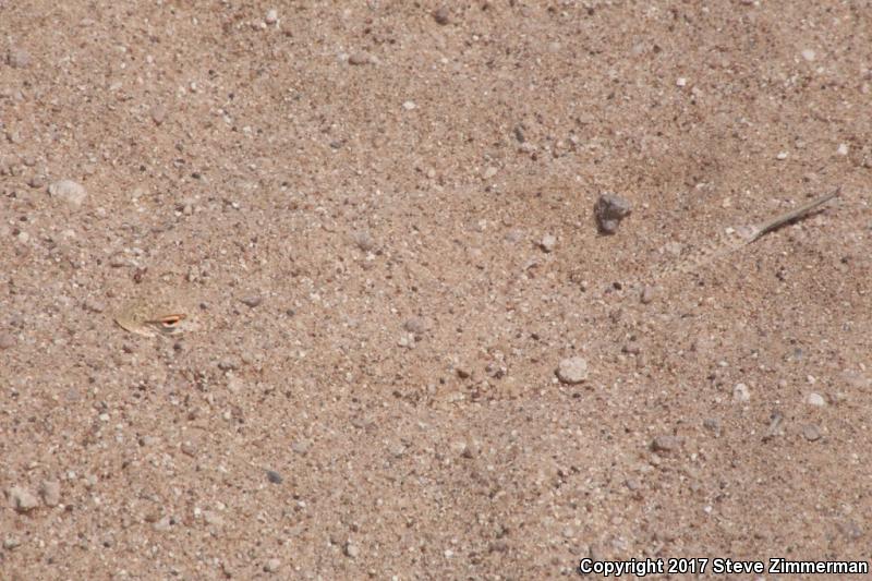 Yuman Fringe-toed Lizard (Uma rufopunctata)