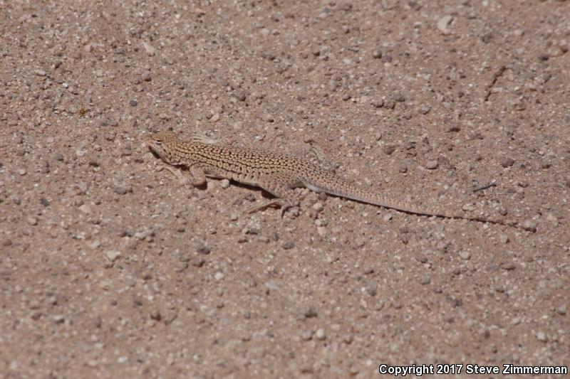 Yuman Fringe-toed Lizard (Uma rufopunctata)