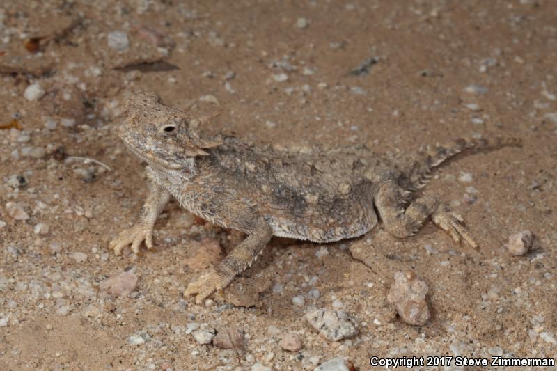Goode's Horned Lizard (Phrynosoma goodei)