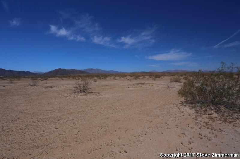 Goode's Horned Lizard (Phrynosoma goodei)