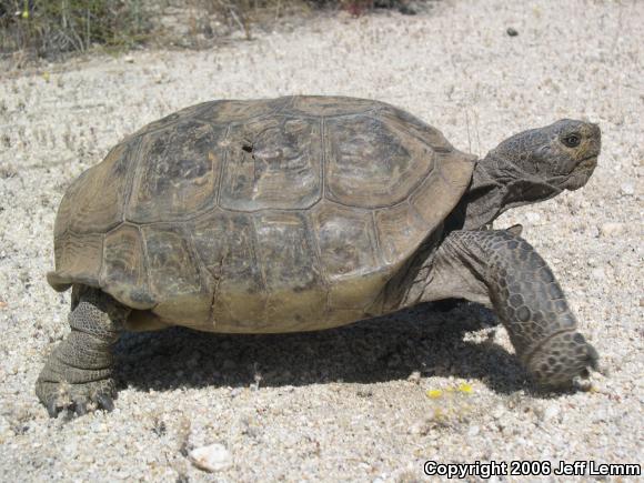 Desert Tortoise (Gopherus agassizii)