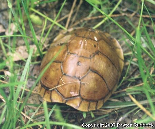 Three-toed Box Turtle (Terrapene carolina triunguis)