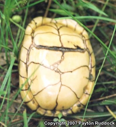 Three-toed Box Turtle (Terrapene carolina triunguis)