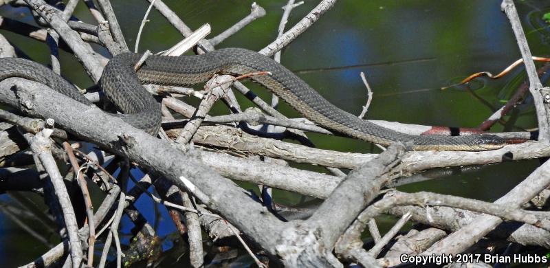 Graham's Crayfish Snake (Regina grahamii)