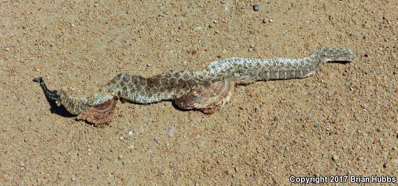 Western Massasauga (Sistrurus catenatus tergeminus)