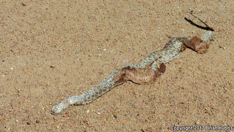 Western Massasauga (Sistrurus catenatus tergeminus)