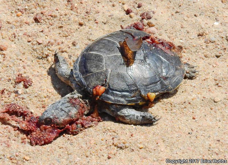 Yellow Mud Turtle (Kinosternon flavescens)