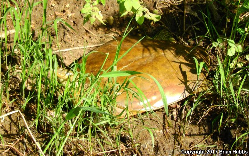 Western Spiny Softshell (Apalone spinifera hartwegi)