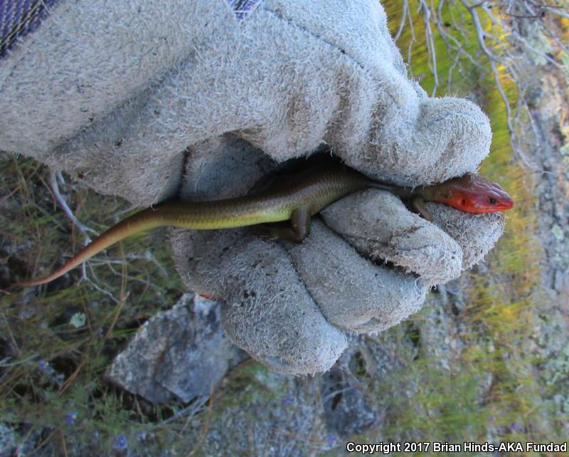 Greater Brown Skink (Plestiodon gilberti gilberti)