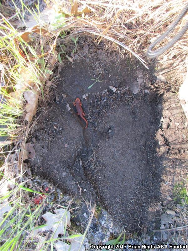 Sierra Newt (Taricha torosa sierrae)