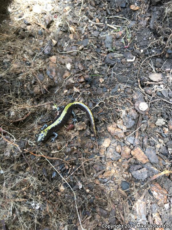 Eastern Long-toed Salamander (Ambystoma macrodactylum columbianum)