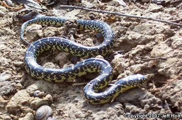 Speckled Kingsnake (Lampropeltis getula holbrooki)