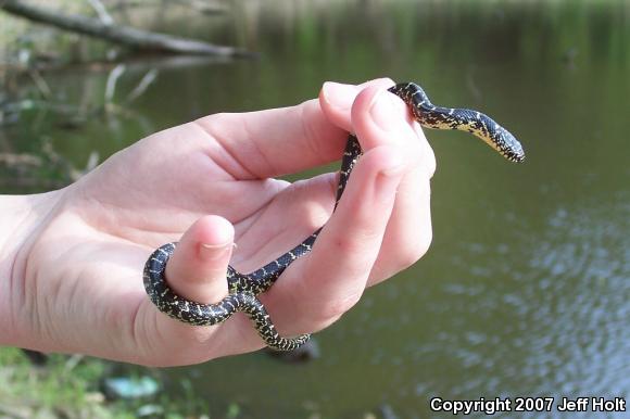 Speckled Kingsnake (Lampropeltis getula holbrooki)