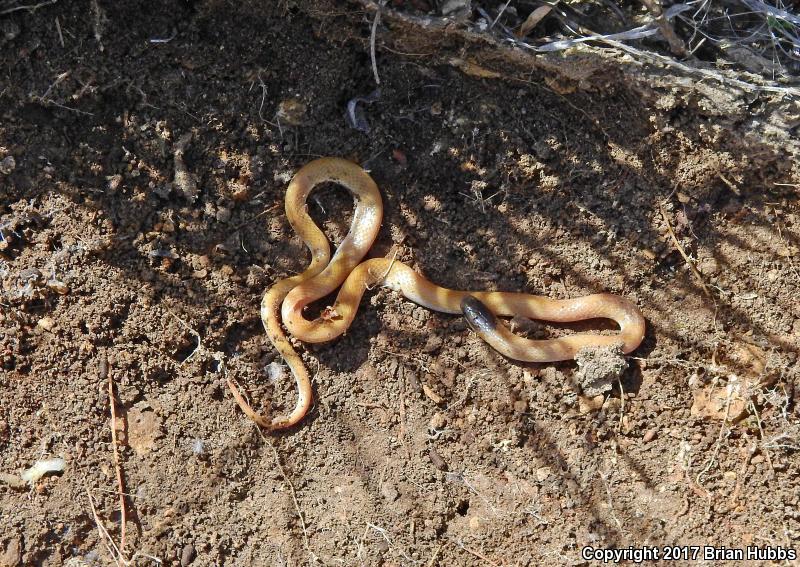 Plains Black-headed Snake (Tantilla nigriceps)