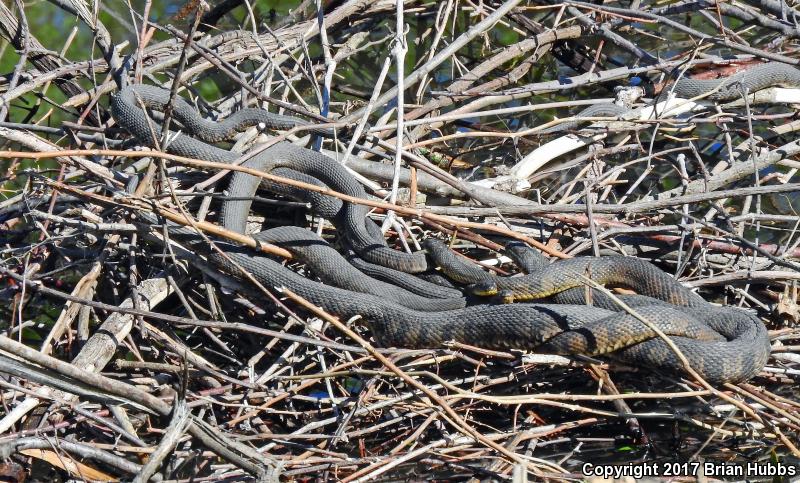 Blotched Watersnake (Nerodia erythrogaster transversa)