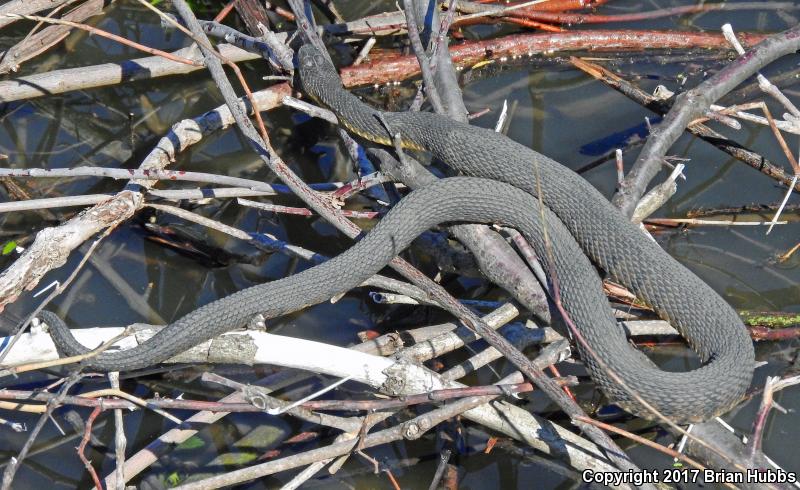 Blotched Watersnake (Nerodia erythrogaster transversa)