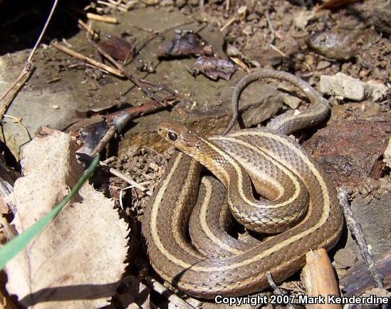 Short-headed Gartersnake (Thamnophis brachystoma)