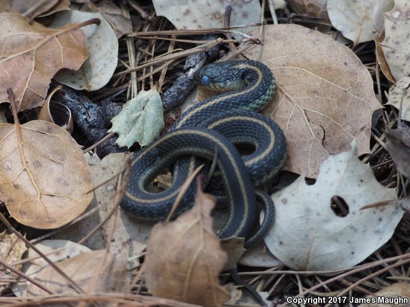 Diablo Gartersnake (Thamnophis atratus zaxanthus)