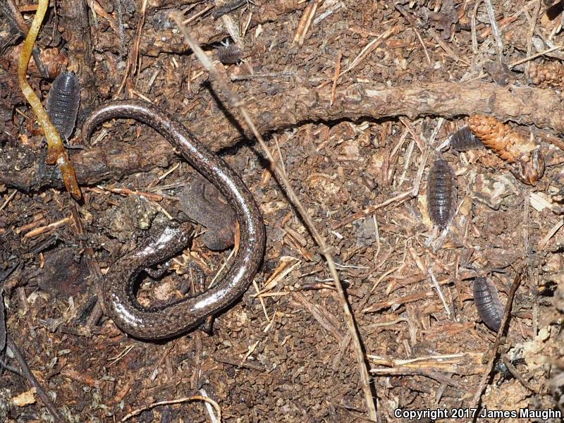 Santa Lucia Mountains Slender Salamander (Batrachoseps luciae)