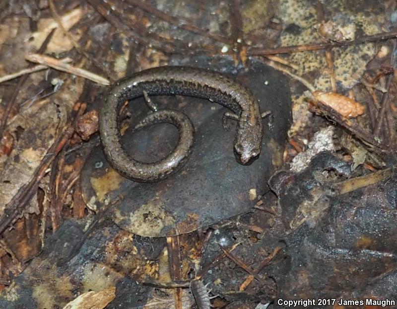 Santa Lucia Mountains Slender Salamander (Batrachoseps luciae)