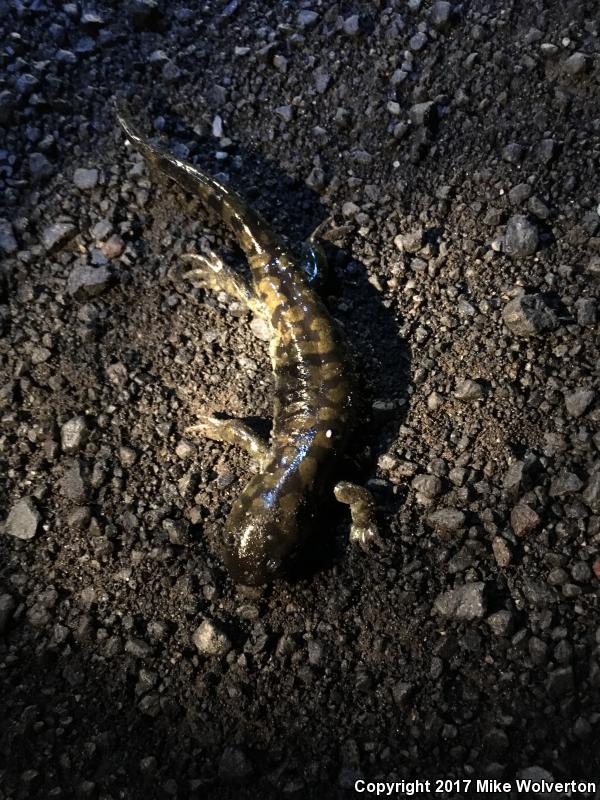 Blotched Tiger Salamander (Ambystoma mavortium melanostictum)