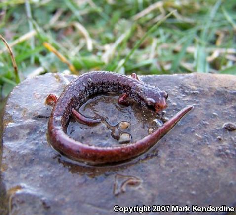 Four-toed Salamander (Hemidactylium scutatum)