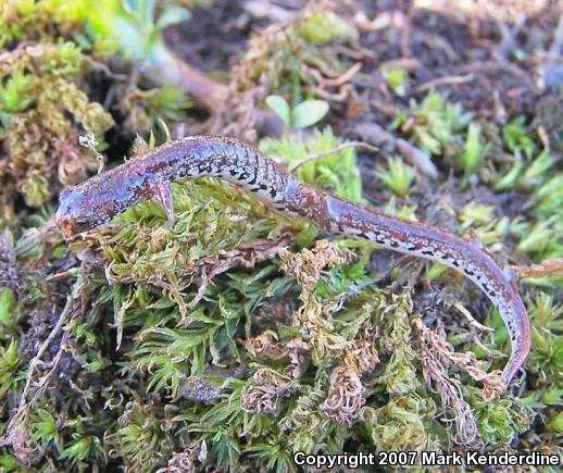 Four-toed Salamander (Hemidactylium scutatum)