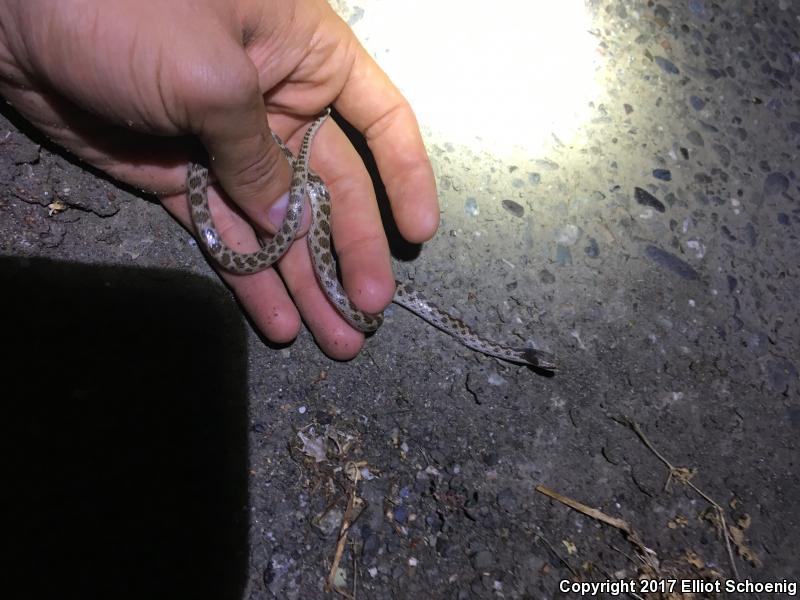 California Nightsnake (Hypsiglena ochrorhyncha nuchalata)