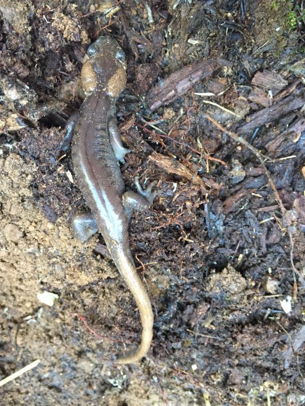 Northwestern Salamander (Ambystoma gracile)