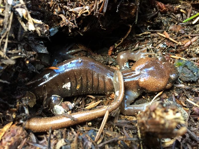 Northwestern Salamander (Ambystoma gracile)