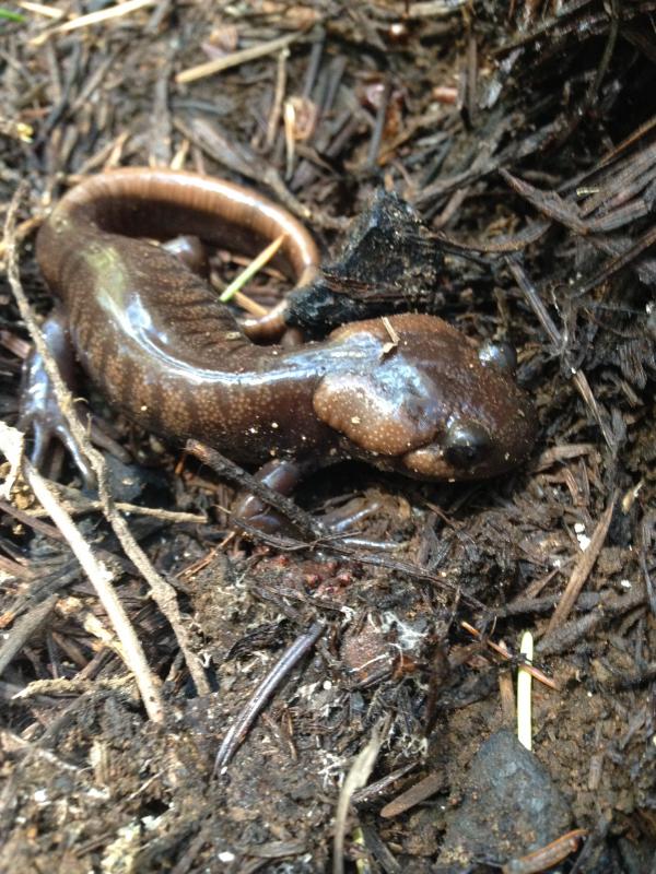 Northwestern Salamander (Ambystoma gracile)