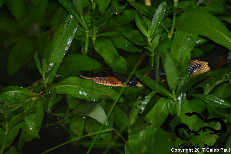 Broad-banded Watersnake (Nerodia fasciata confluens)